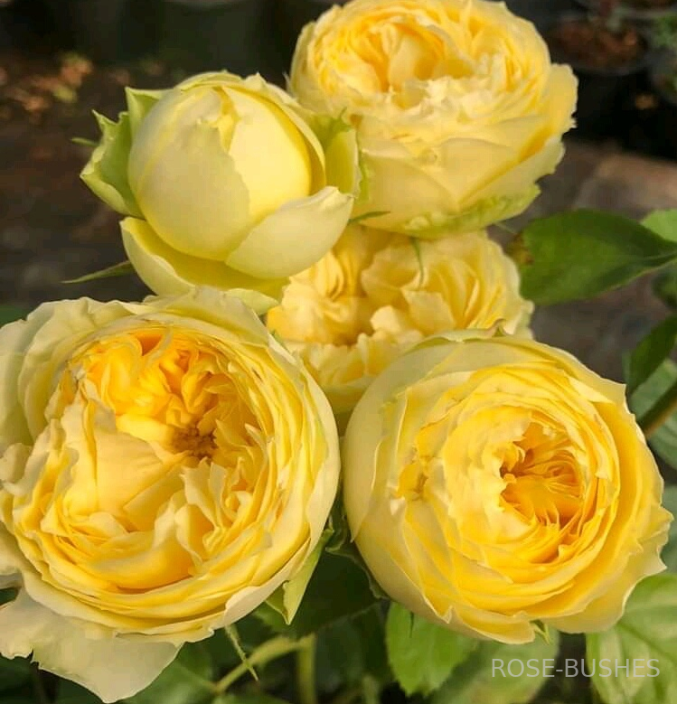 ����� ������. Lemon Pompom. (����. ��������.)